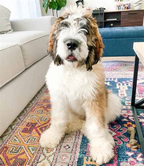 Saint berdoodle - The St Bernard Poodle Mix (AKA Saint Berdoodle, St Berdoodle, Saint Berpoo or St Berpoo) is a cross breed between a St Bernard and a Poodle. Saint Berdoodles are known for their gentle, intelligent, affectionate and calm nature as well as their fluffy hypoallergenic coats that come in many different colours.